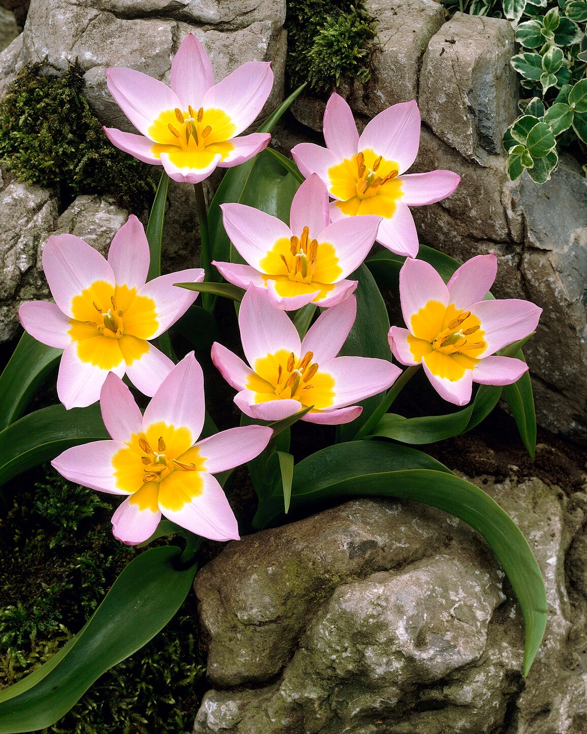 Tulip 'Lilac Wonder' - Image 2