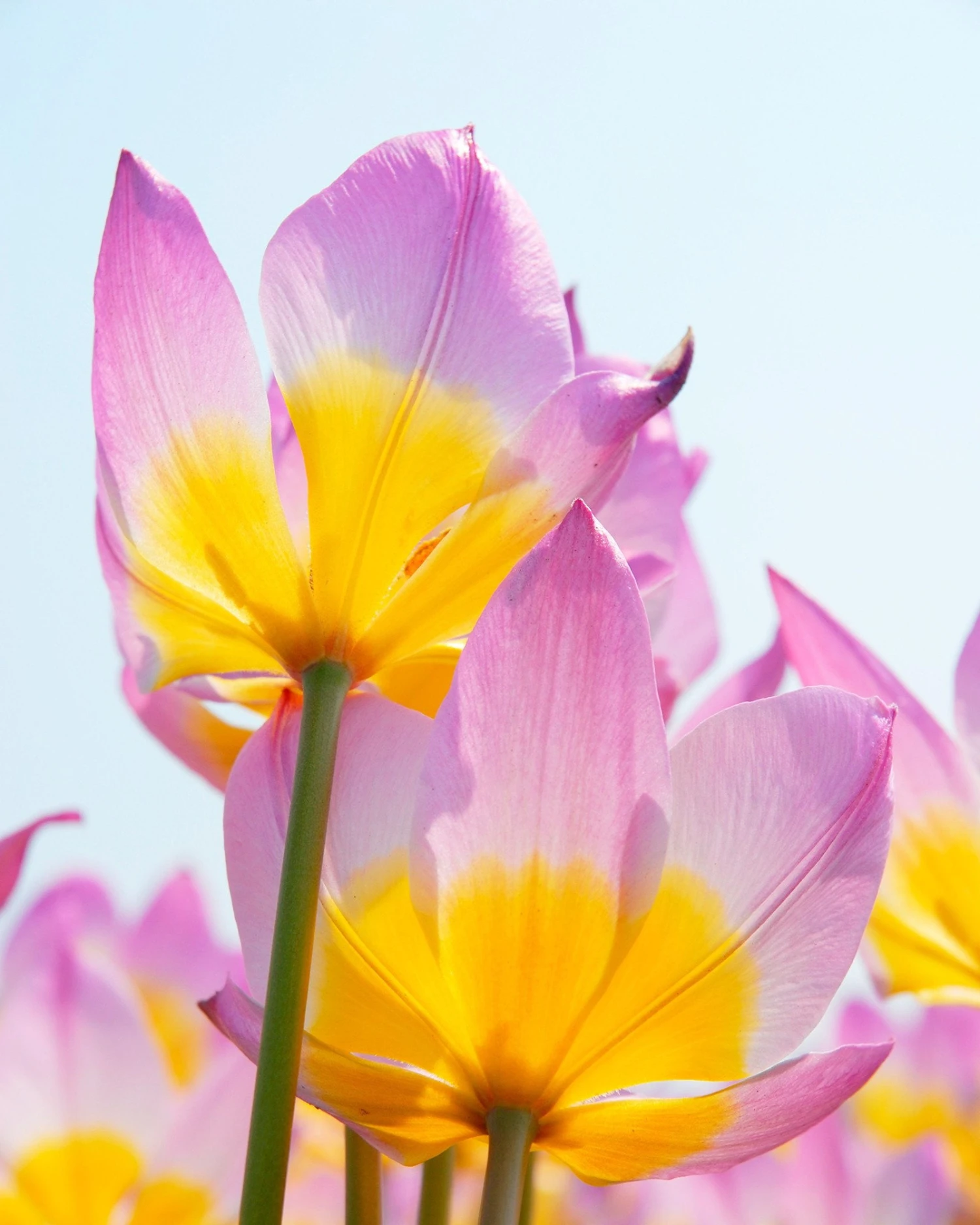 Tulip 'Lilac Wonder' - Image 5