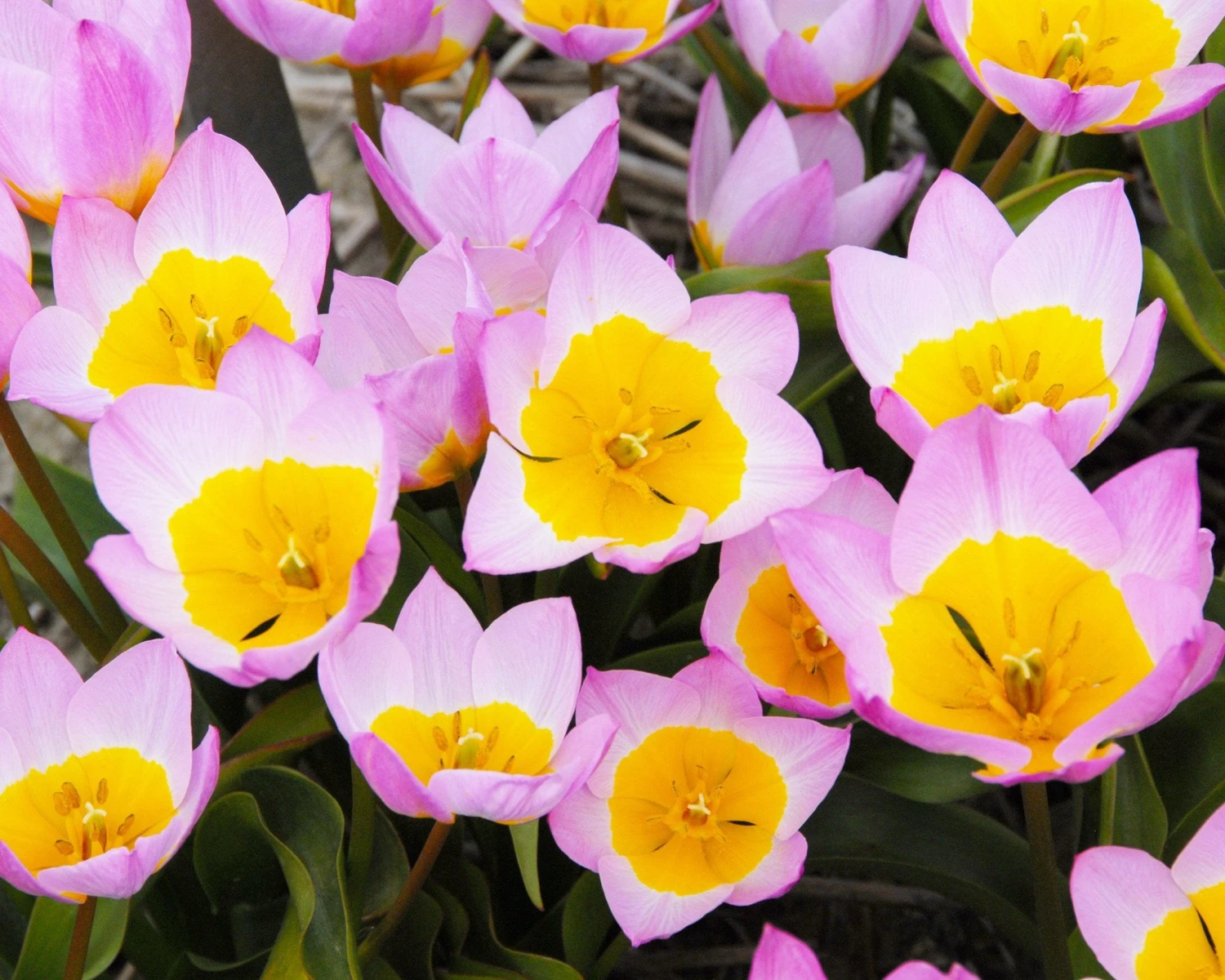 Tulip 'Lilac Wonder' - Image 7