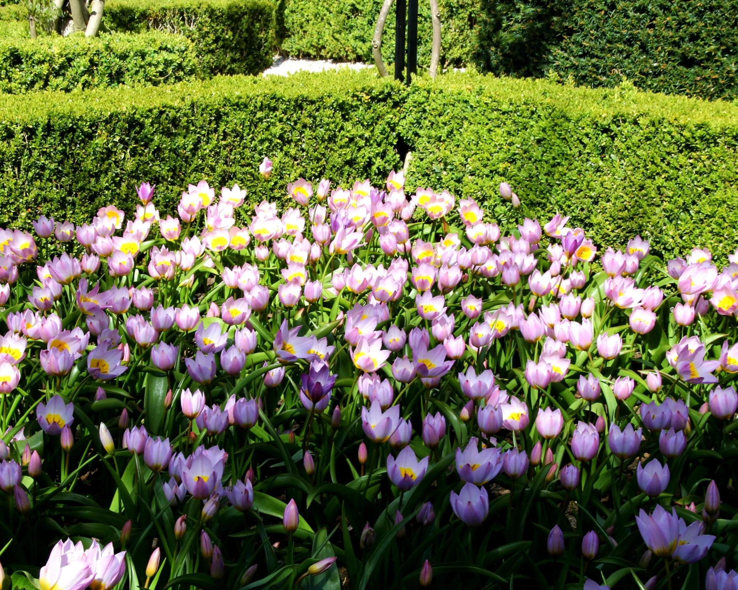 Tulip 'Lilac Wonder' - Image 6