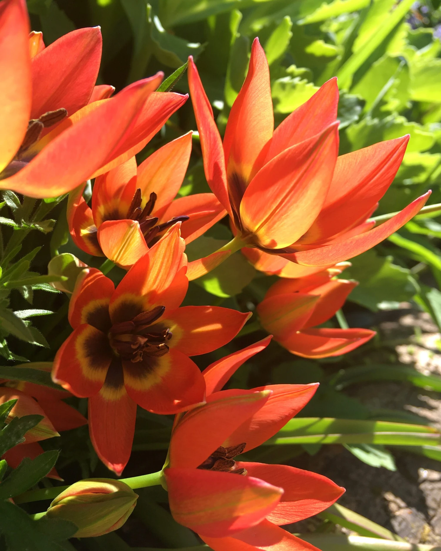 Tulip 'Little Princess' - Image 14