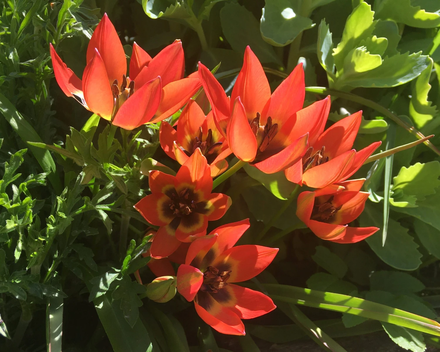 Tulip 'Little Princess' - Image 12