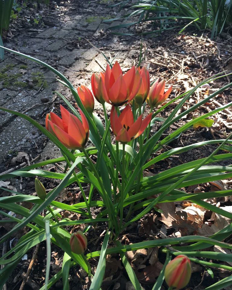 Tulip 'Little Princess' - Image 11