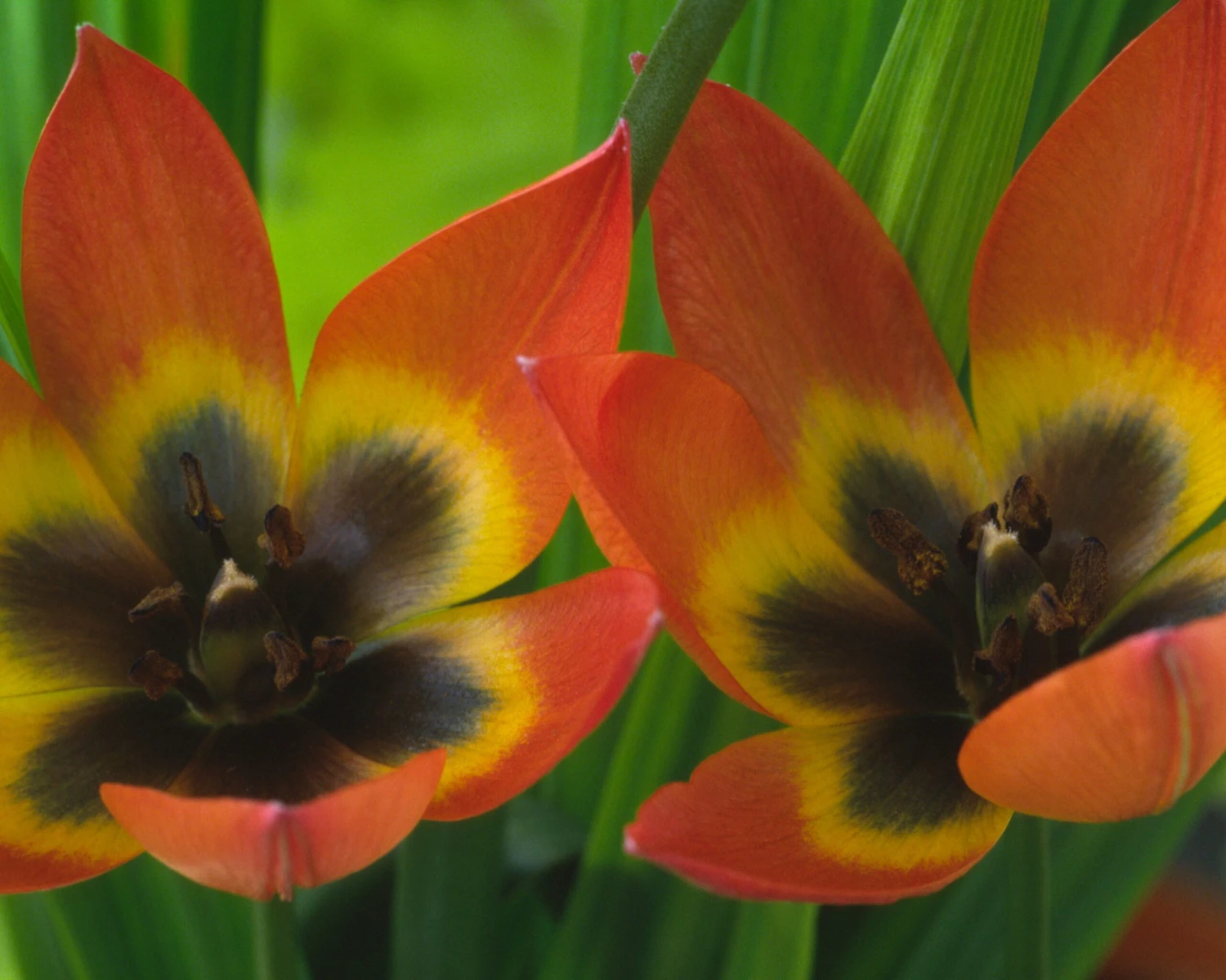 Tulip 'Little Princess' - Image 6
