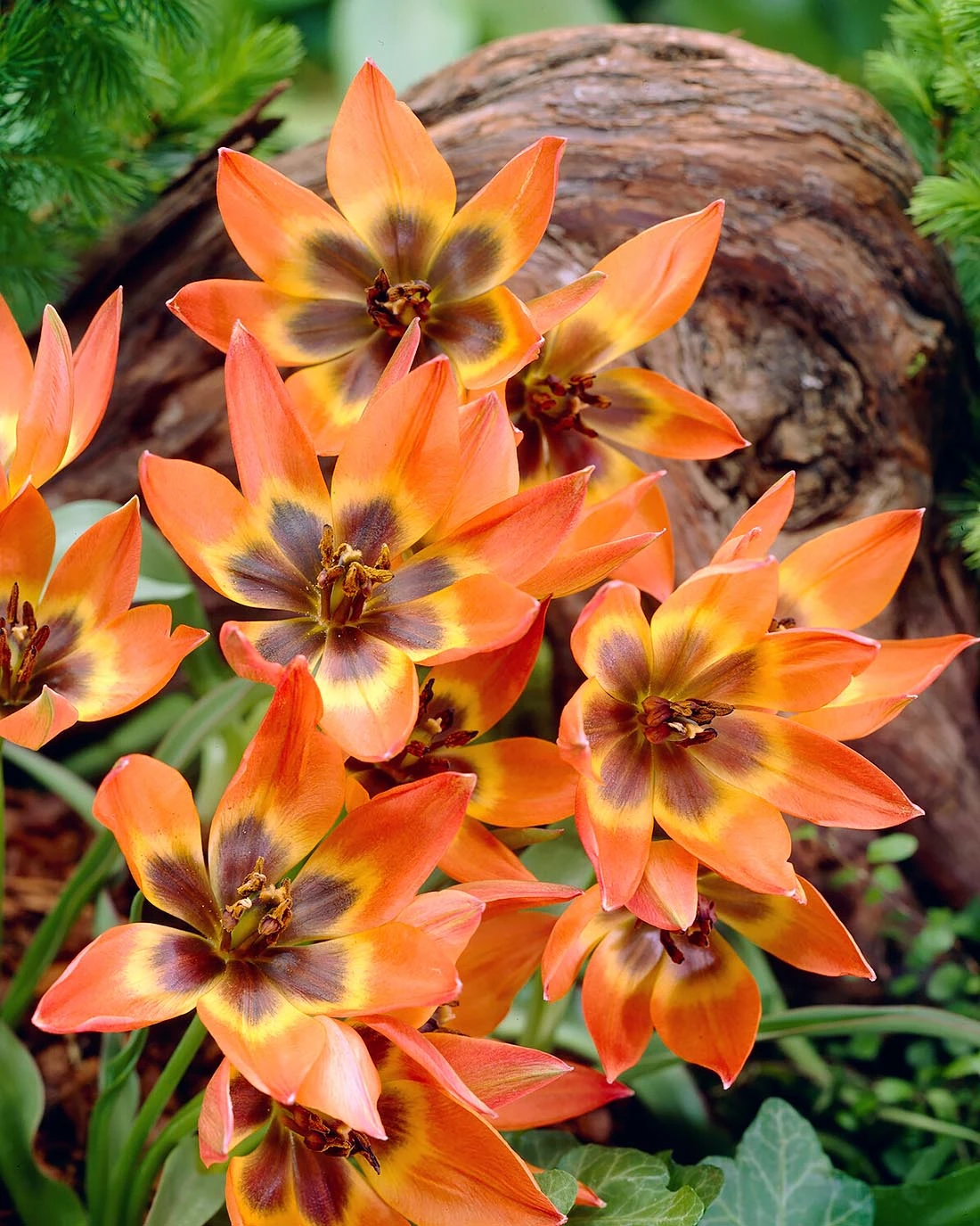 Tulip 'Little Princess' - Image 2