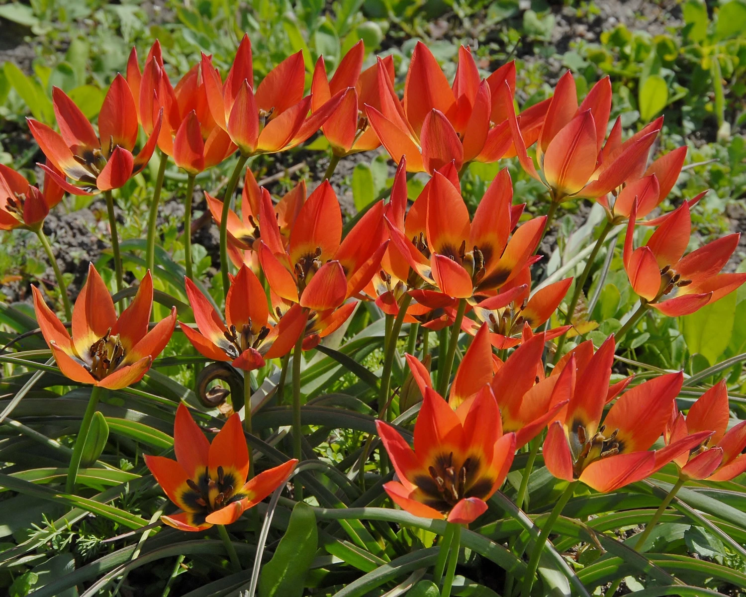 Tulip 'Little Princess' - Image 8