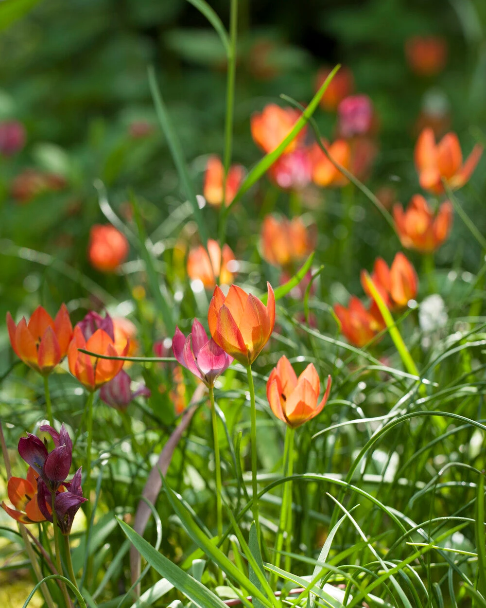 Tulip 'Little Princess' - Image 13