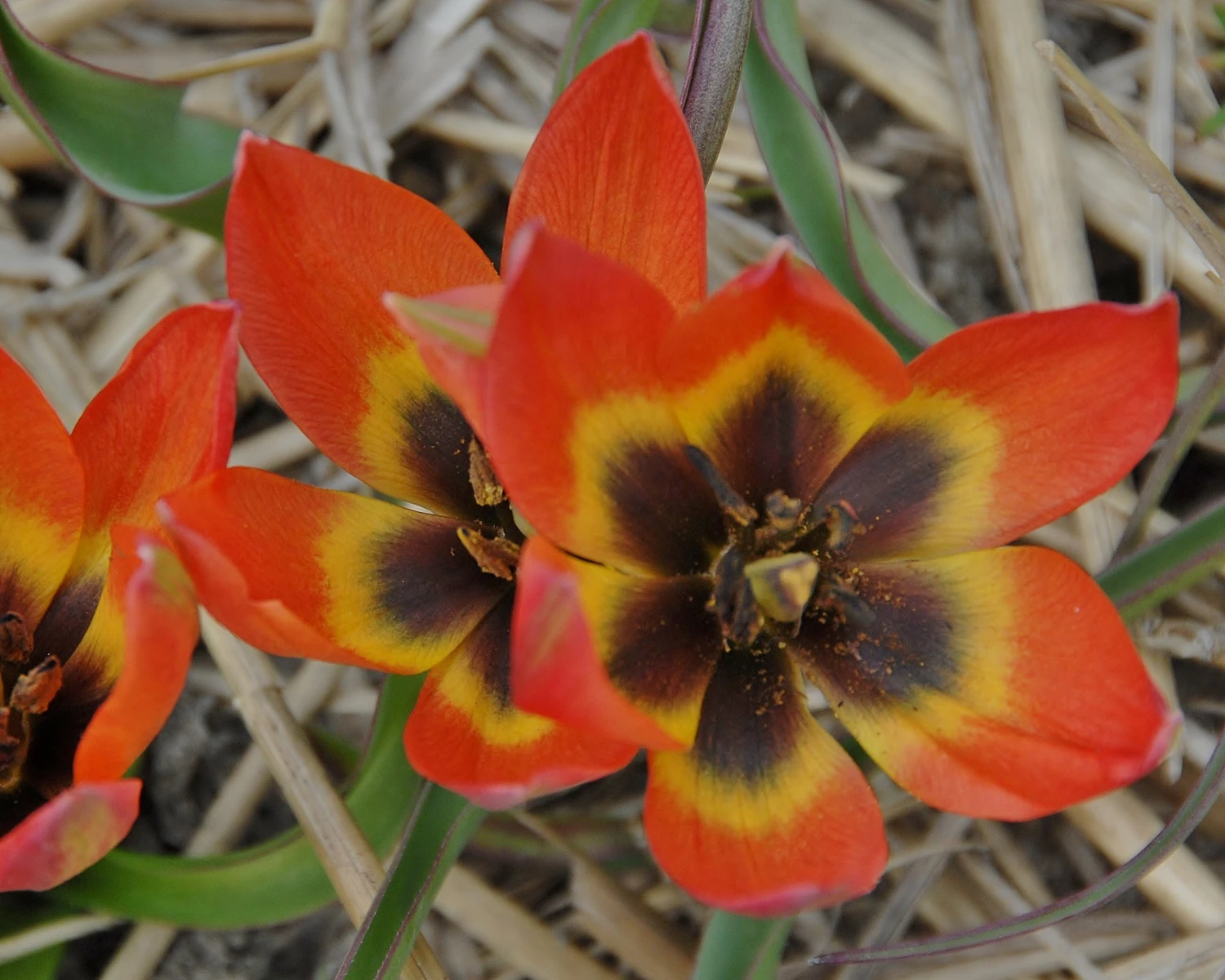 Tulip 'Little Princess' - Image 9