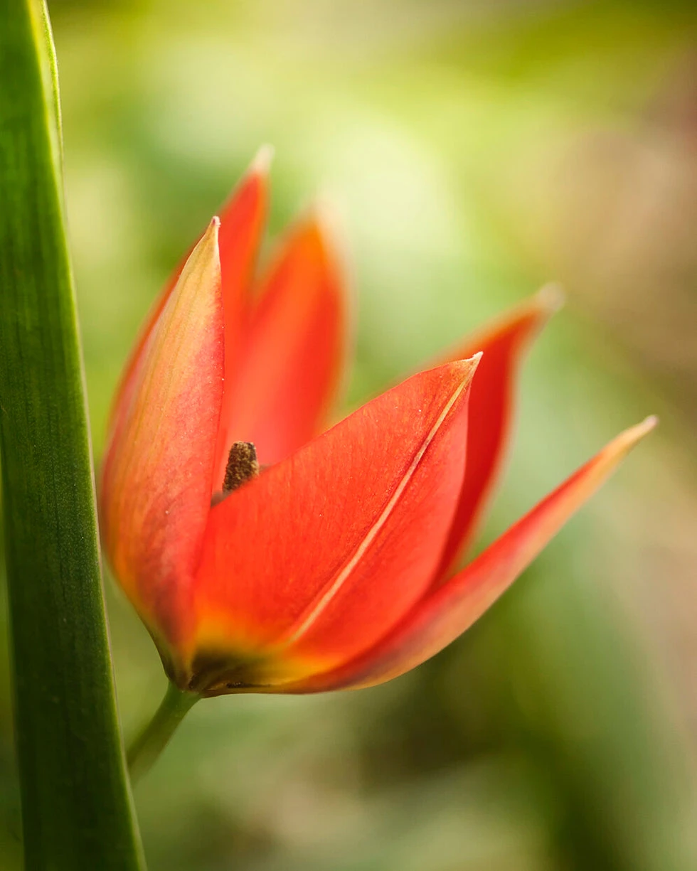 Tulip 'Little Princess' - Image 15