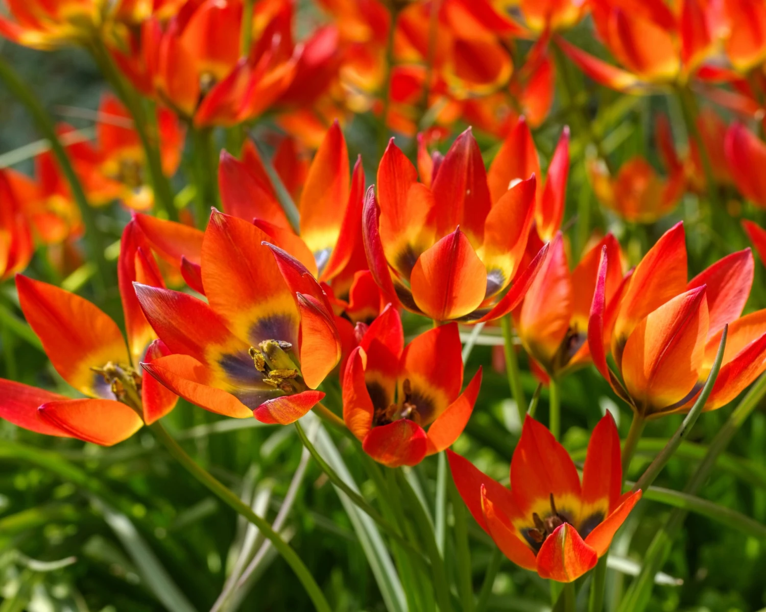 Tulip 'Little Princess' - Image 10