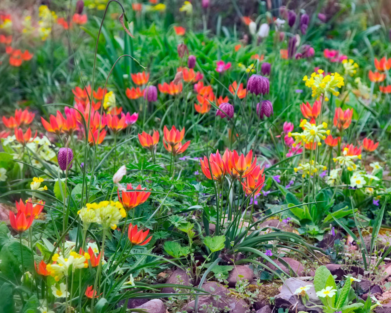 Tulip 'Little Princess' - Image 3