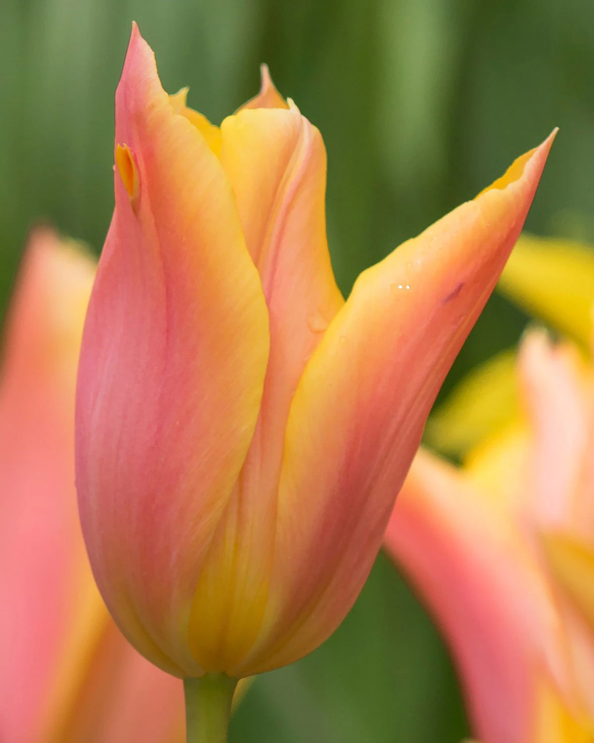 Tulip 'Marianne' - Image 2
