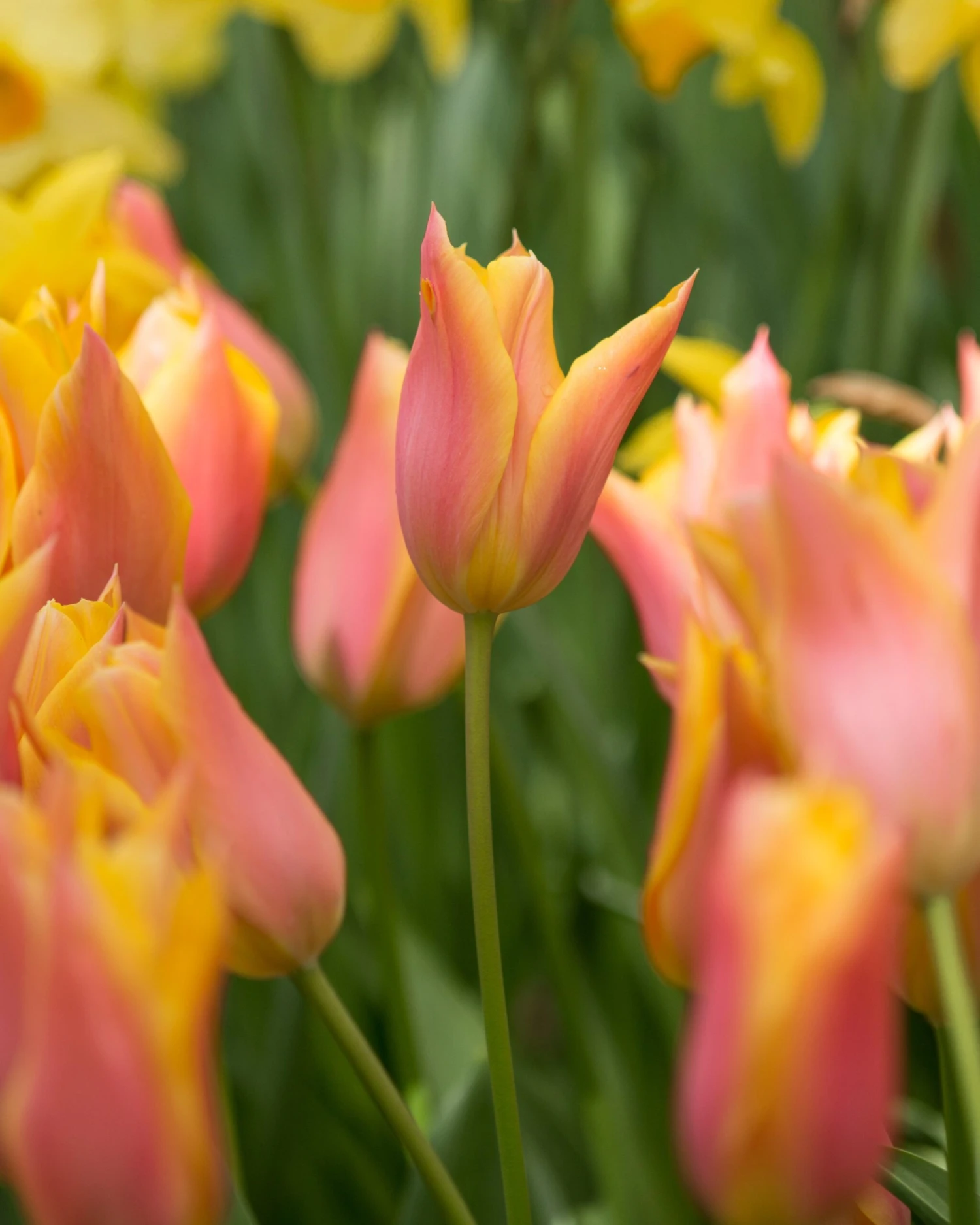 Tulip 'Marianne' - Image 3