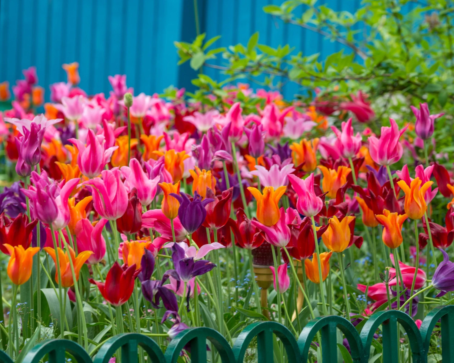 Tulip 'Mariette' - Image 2