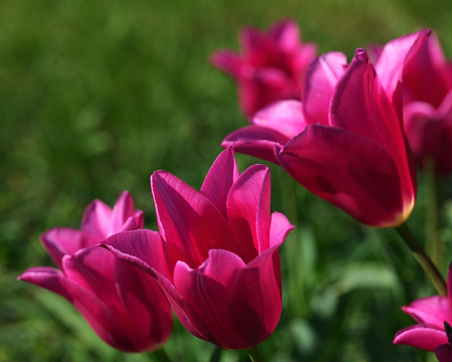 Tulip 'Mariette' - Image 12