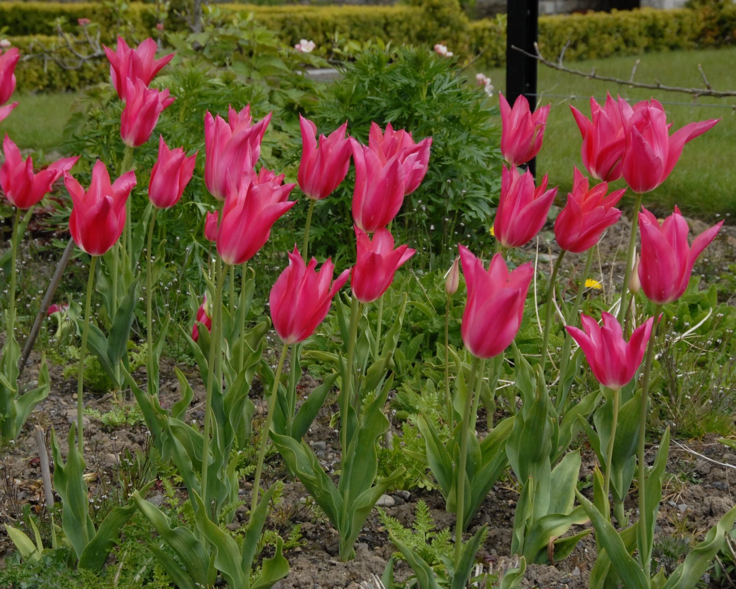 Tulip 'Mariette' - Image 3