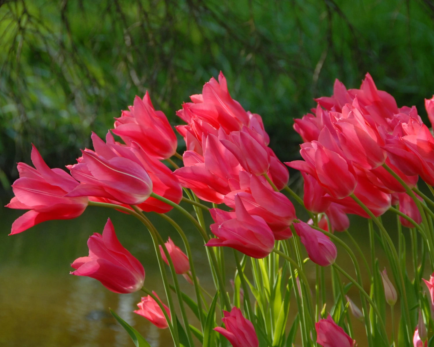 Tulip 'Mariette' - Image 5