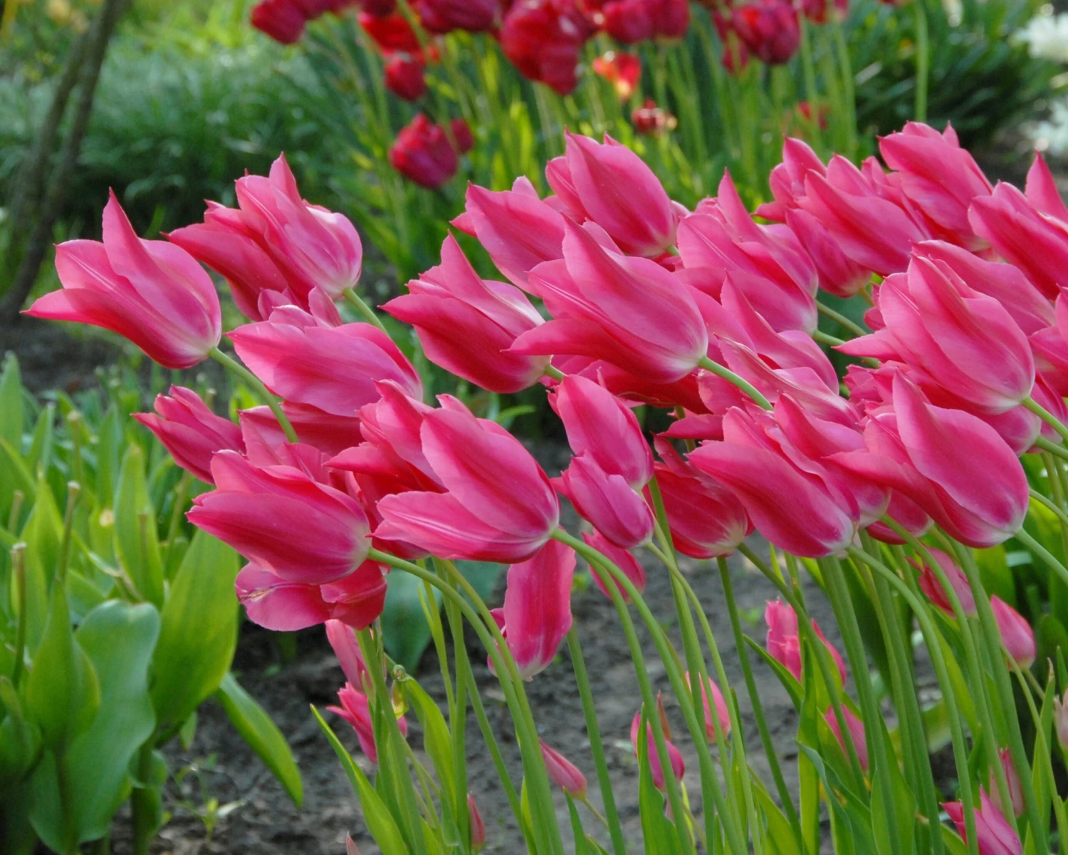 Tulip 'Mariette' - Image 7