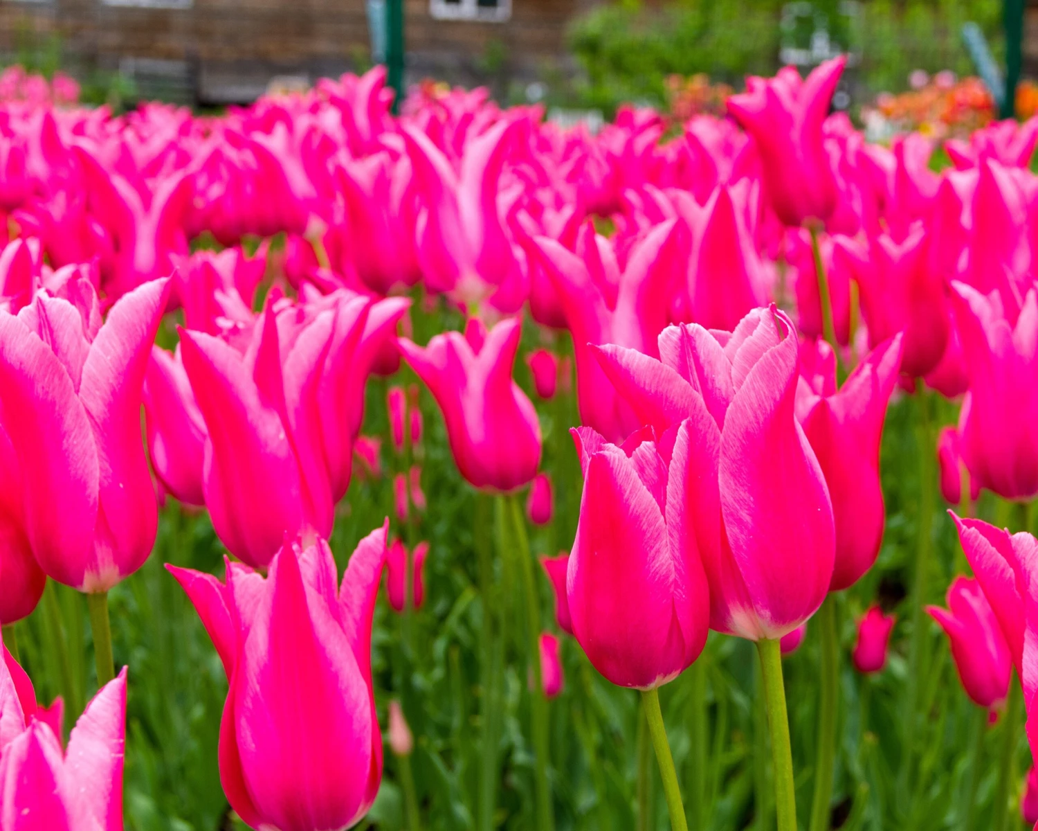Tulip 'Mariette' - Image 10