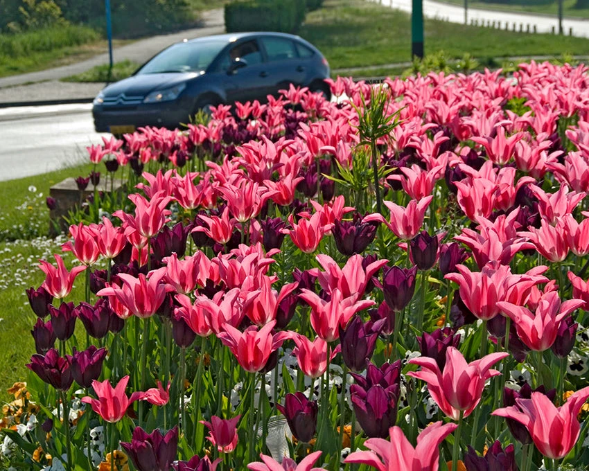 Tulip 'Mariette' - Image 6