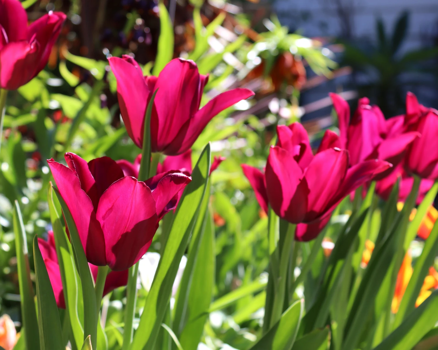 Tulip 'Merlot' - Image 3