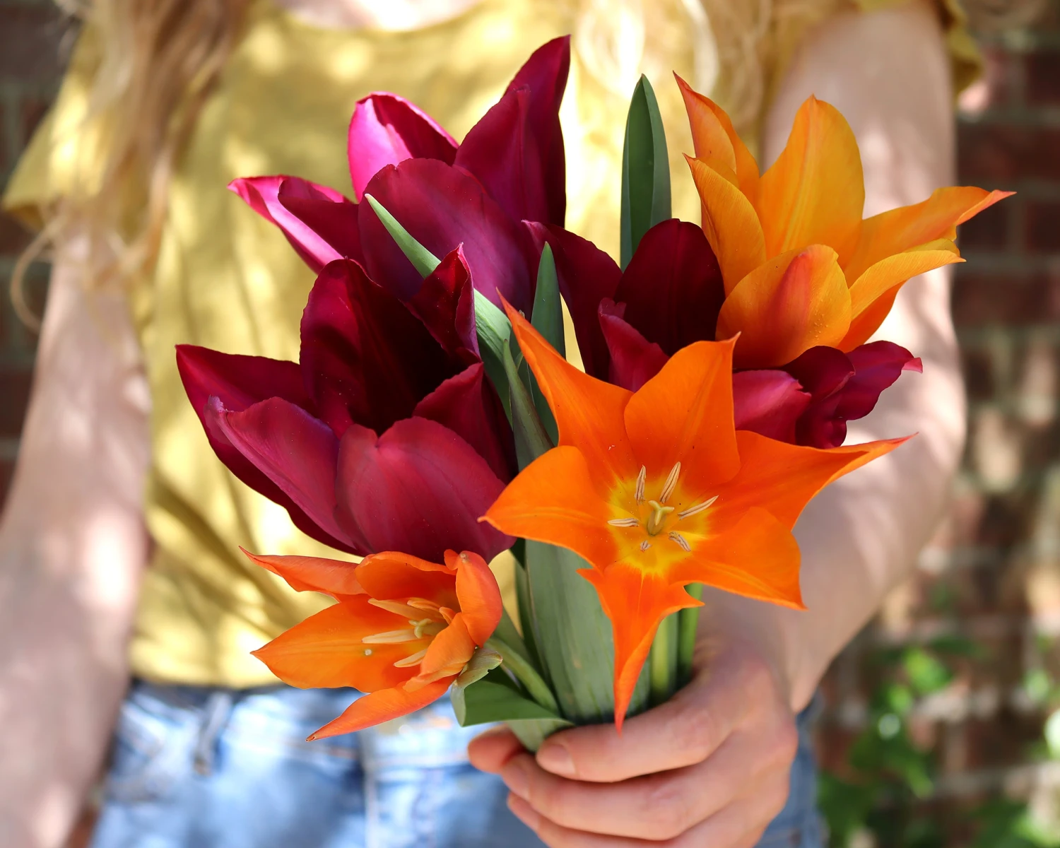 Tulip 'Merlot' - Image 2