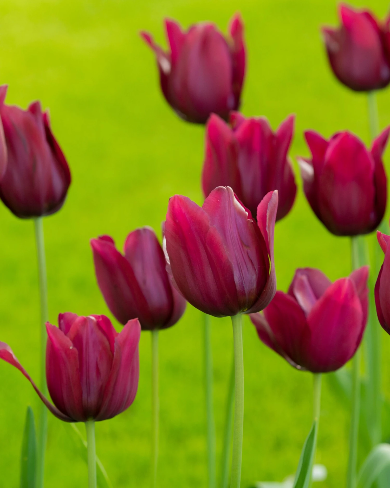 Tulip 'Merlot' - Image 7