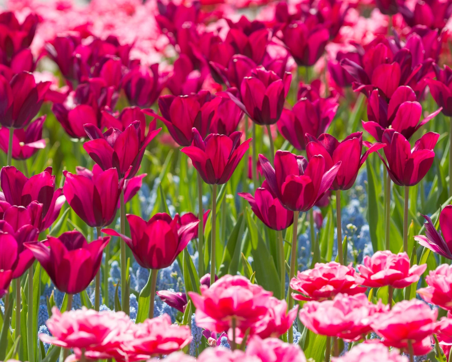 Tulip 'Merlot' - Image 8