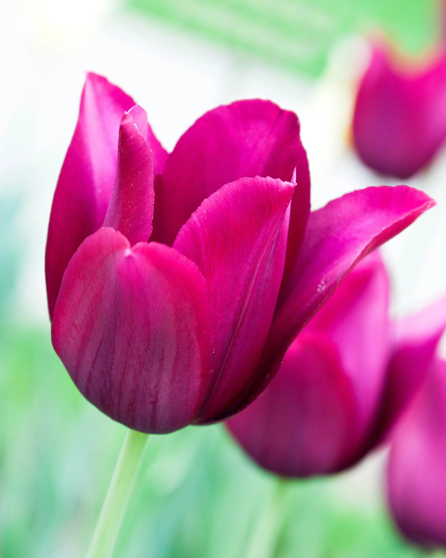 Tulip 'Merlot' - Image 5