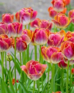 Tulip 'Miami Sunset'
