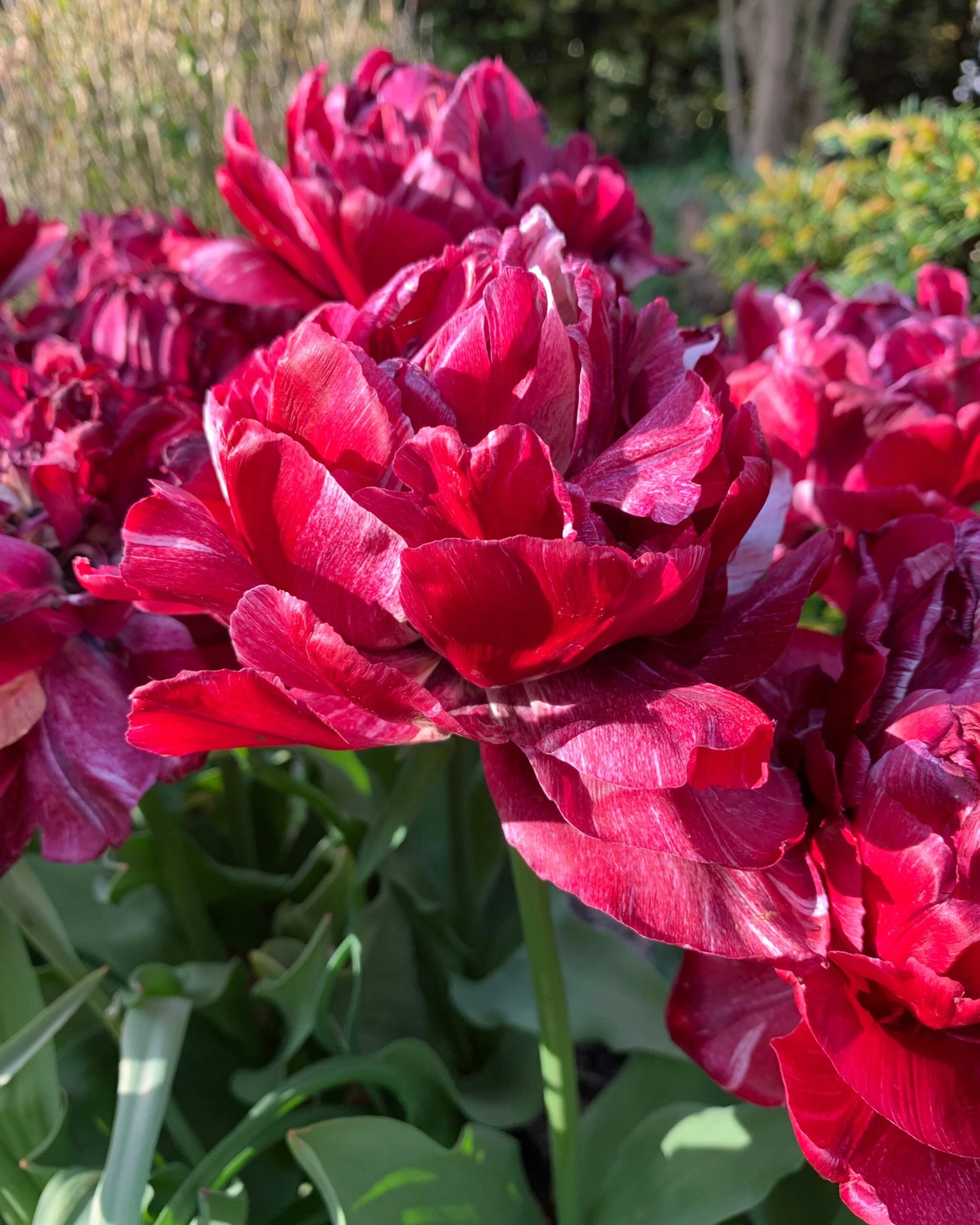 Tulip 'Nachtwacht' - Image 3