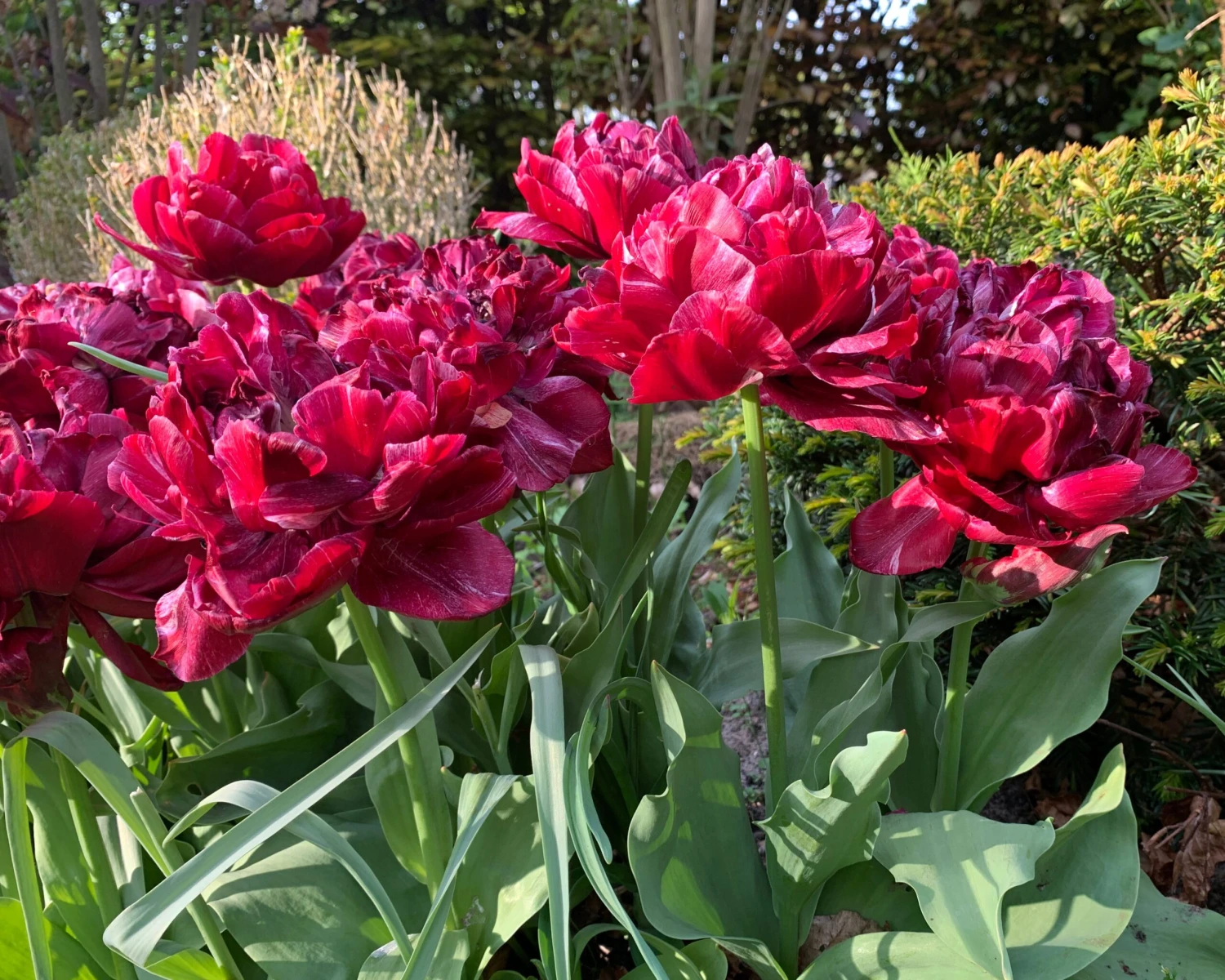 Tulip 'Nachtwacht' - Image 7