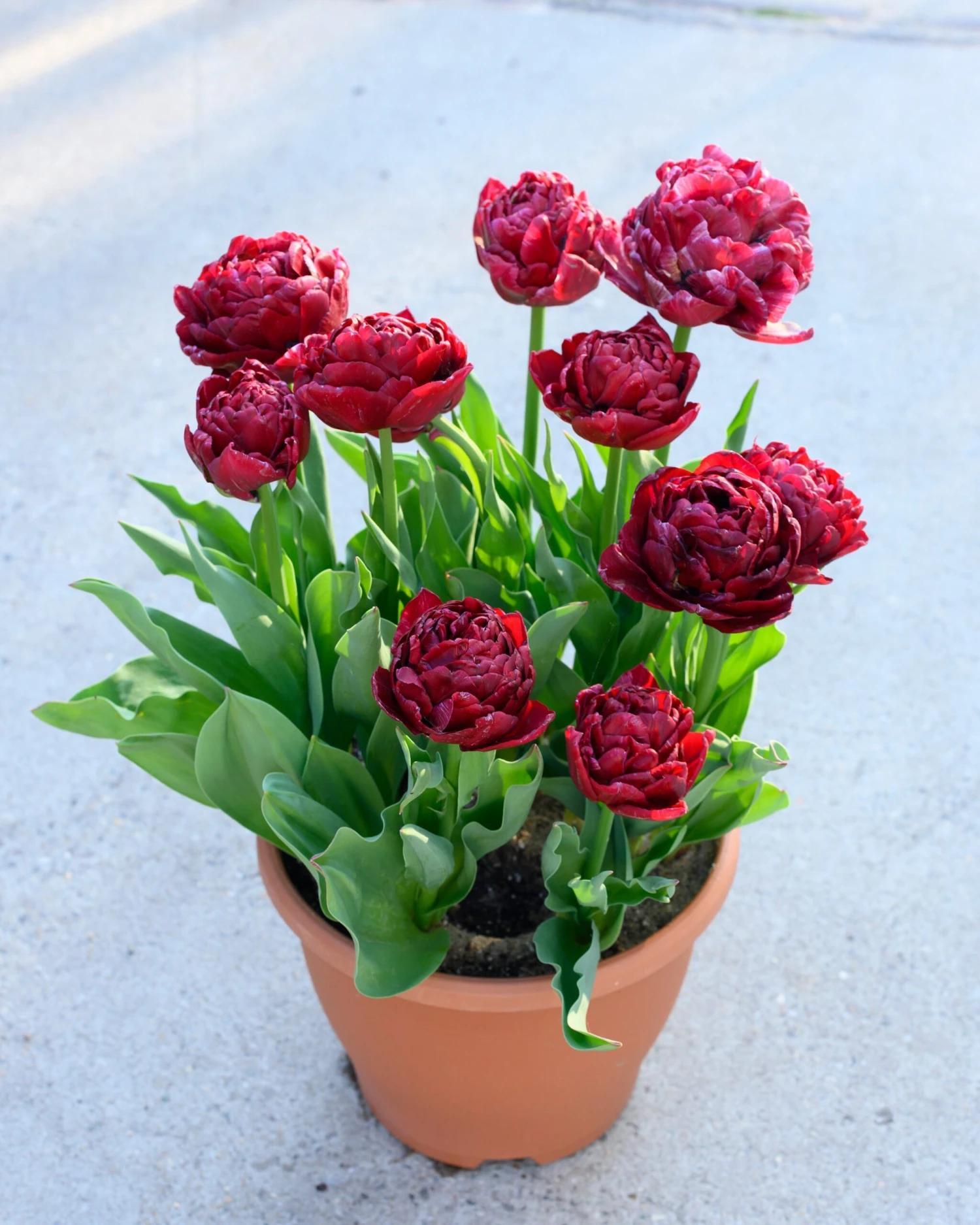 Tulip 'Nachtwacht' - Image 6