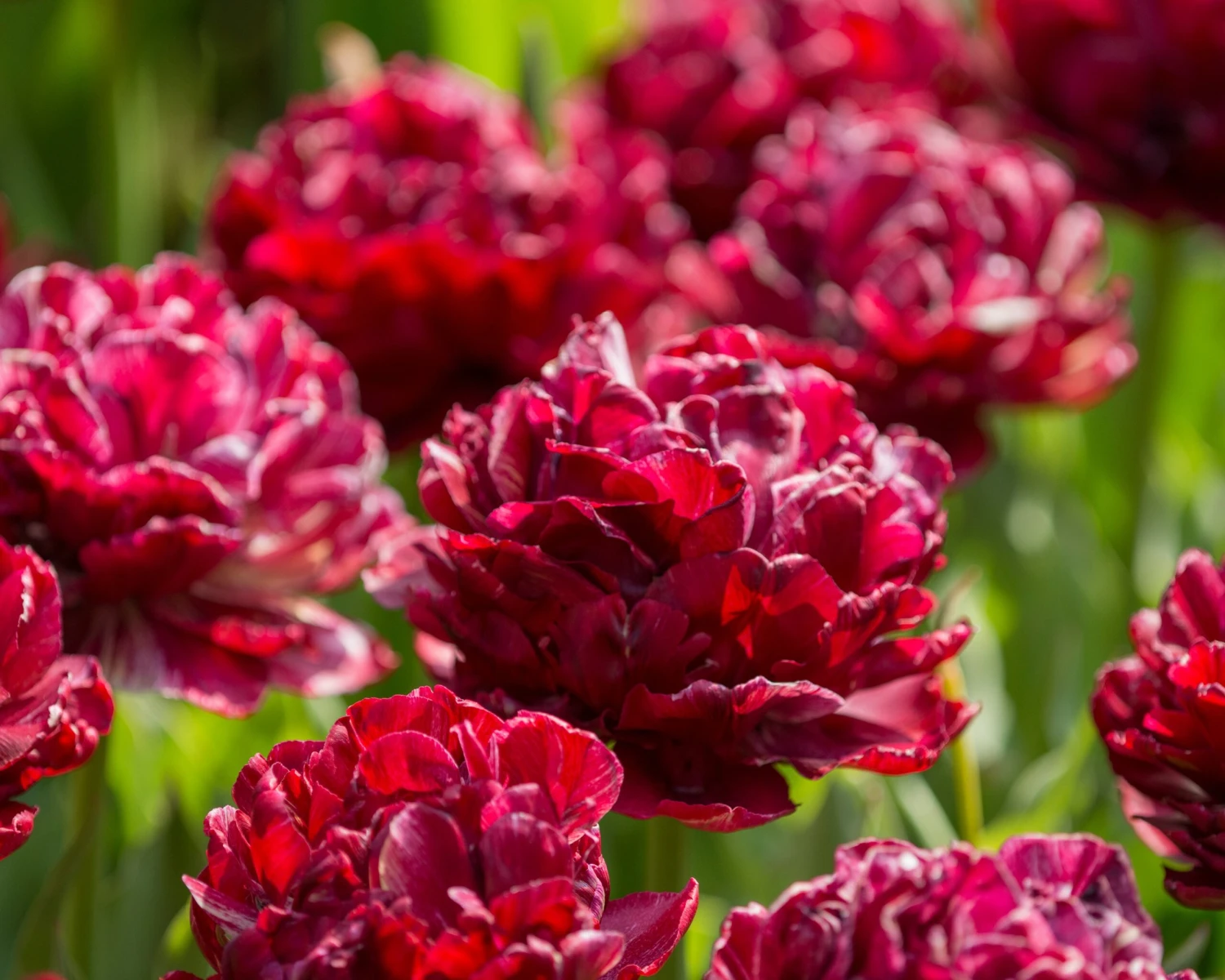 Tulip 'Nachtwacht' - Image 10