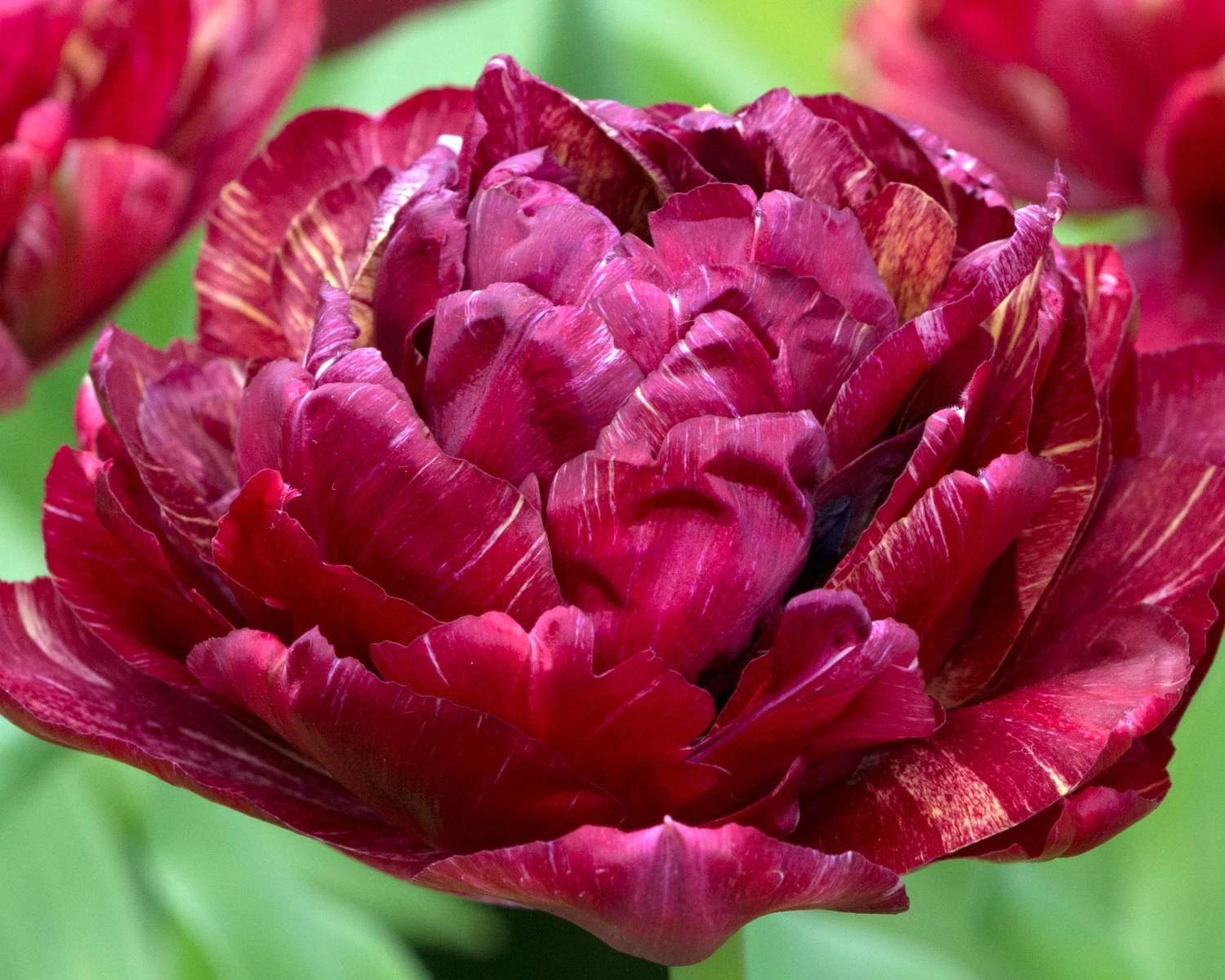 Tulip 'Nachtwacht' - Image 9