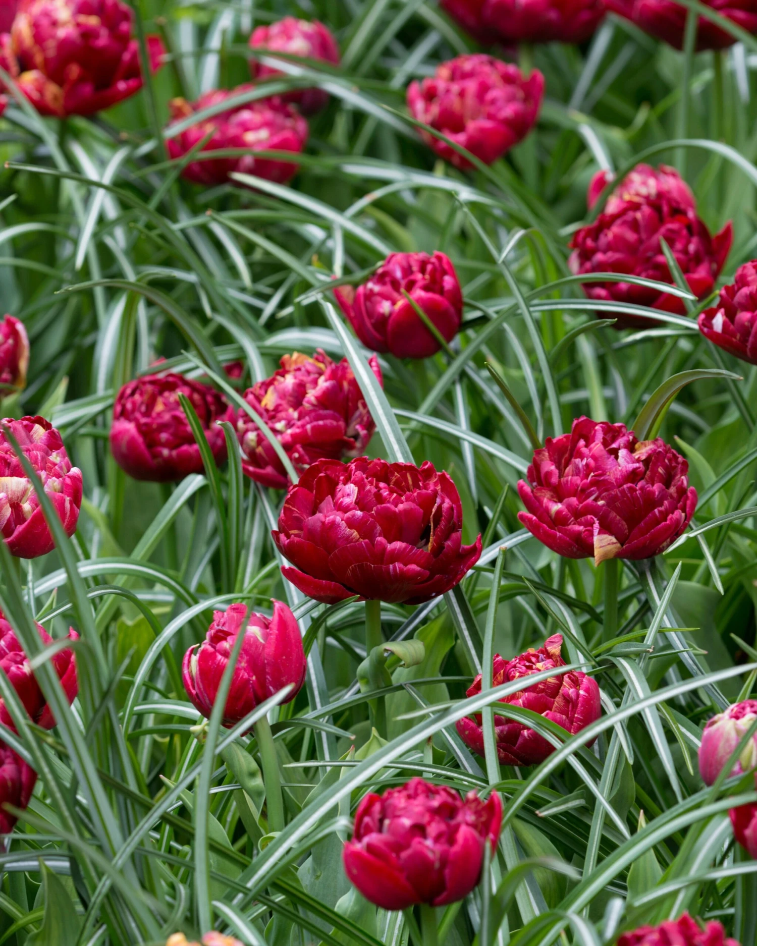 Tulip 'Nachtwacht' - Image 5