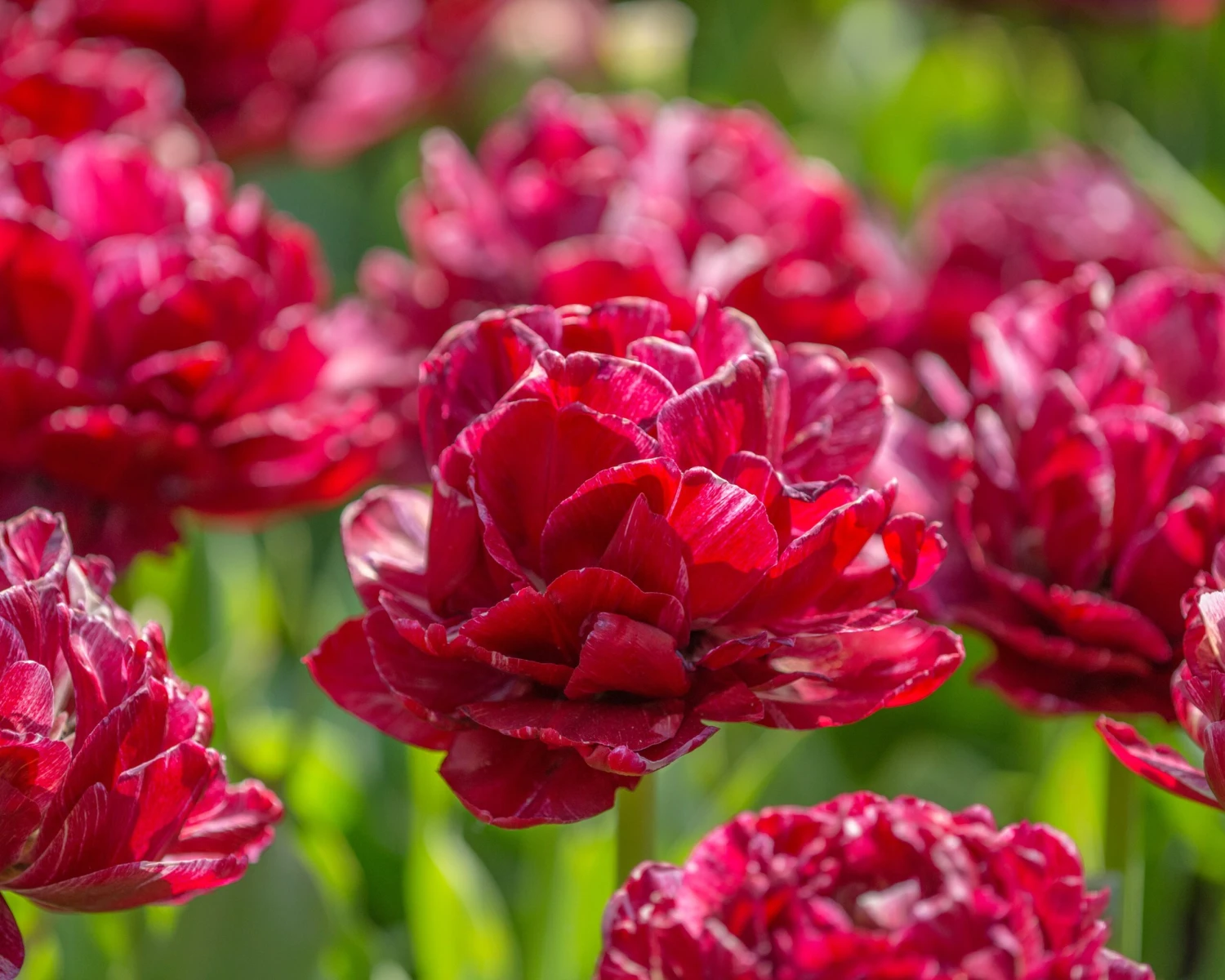 Tulip 'Nachtwacht' - Image 8