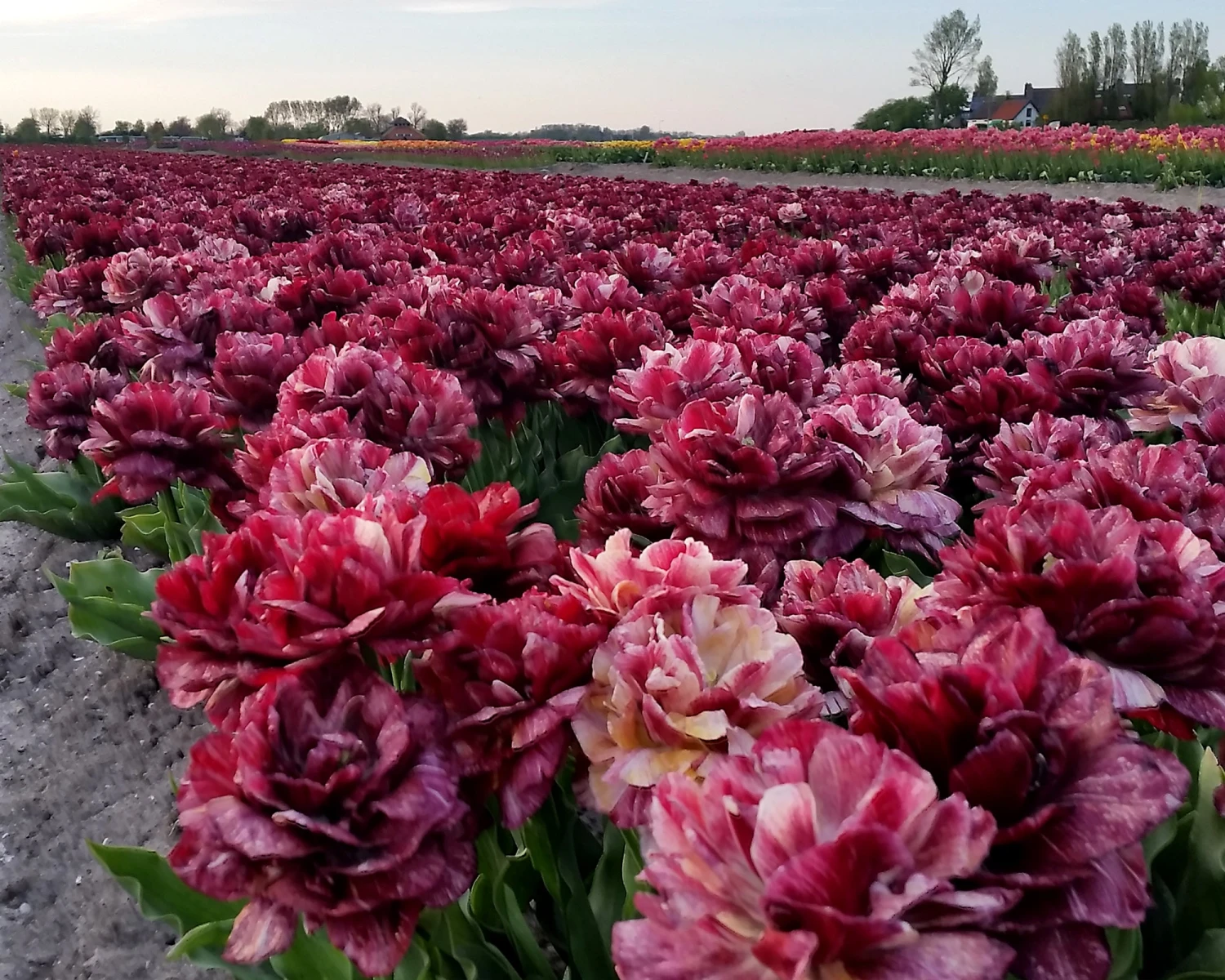 Tulip 'Nachtwacht' - Image 2