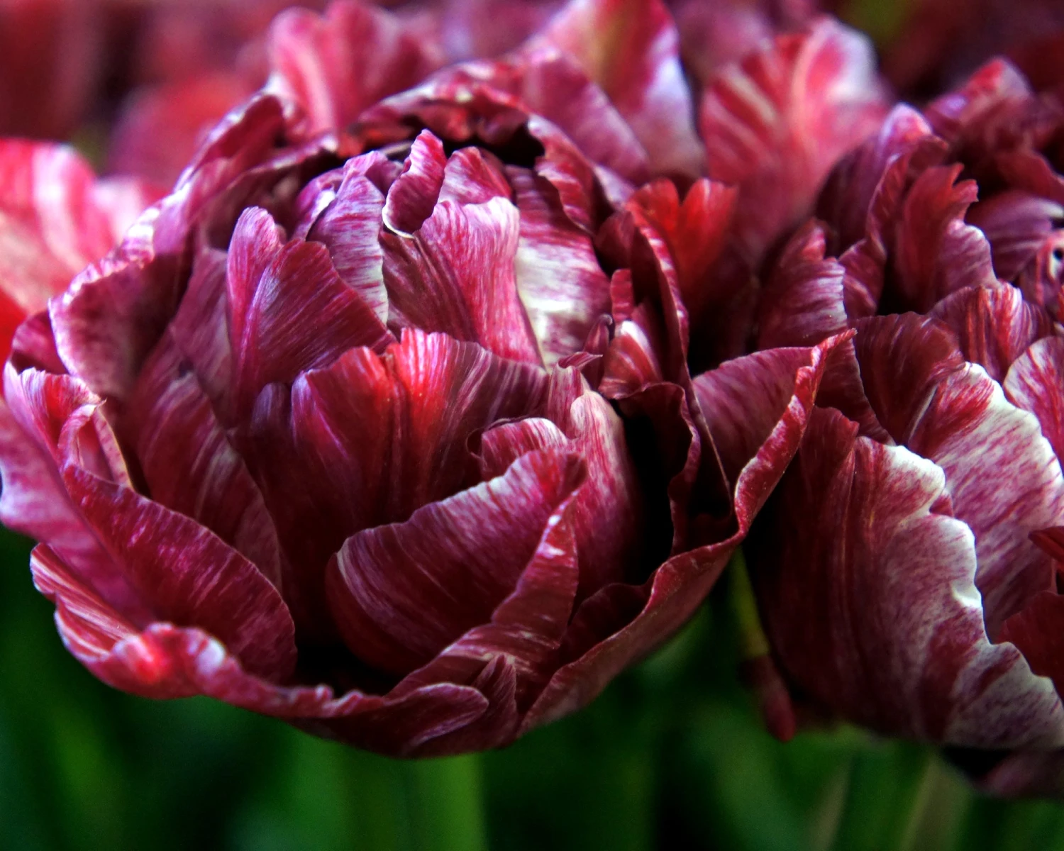 Tulip 'Nachtwacht' - Image 4