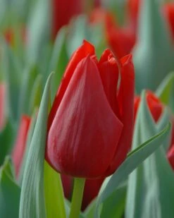 Tulip 'Oscar'