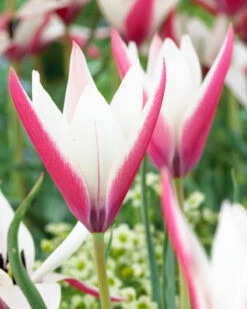 Tulip 'Peppermint Stick'