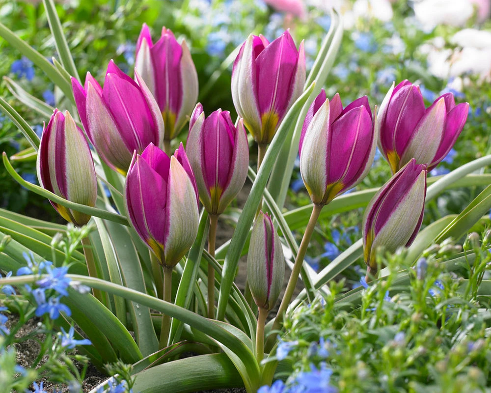 Tulip 'Persian Pearl' - Image 2