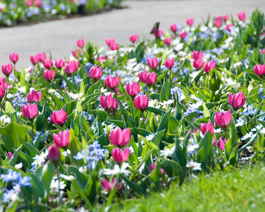 Tulip 'Persian Pearl' - Image 3