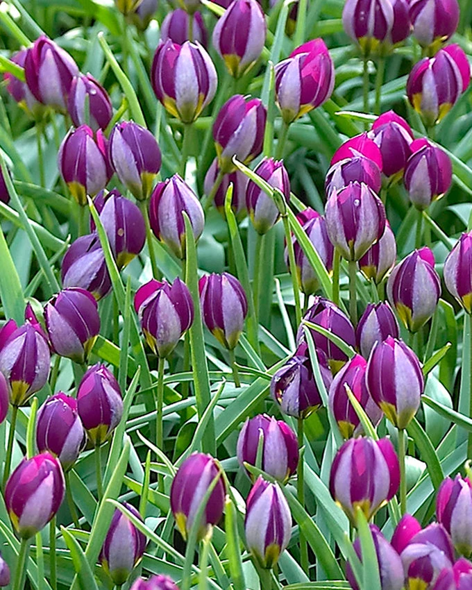 Tulip 'Persian Pearl' - Image 4