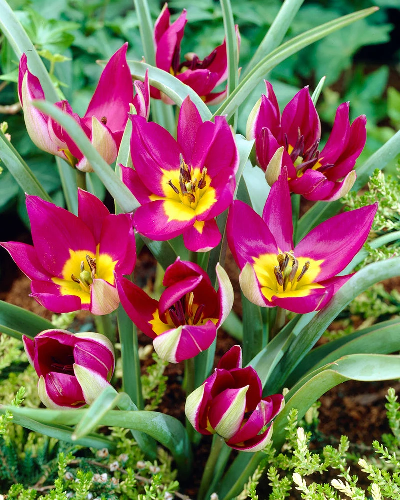 Tulip 'Persian Pearl' - Image 5