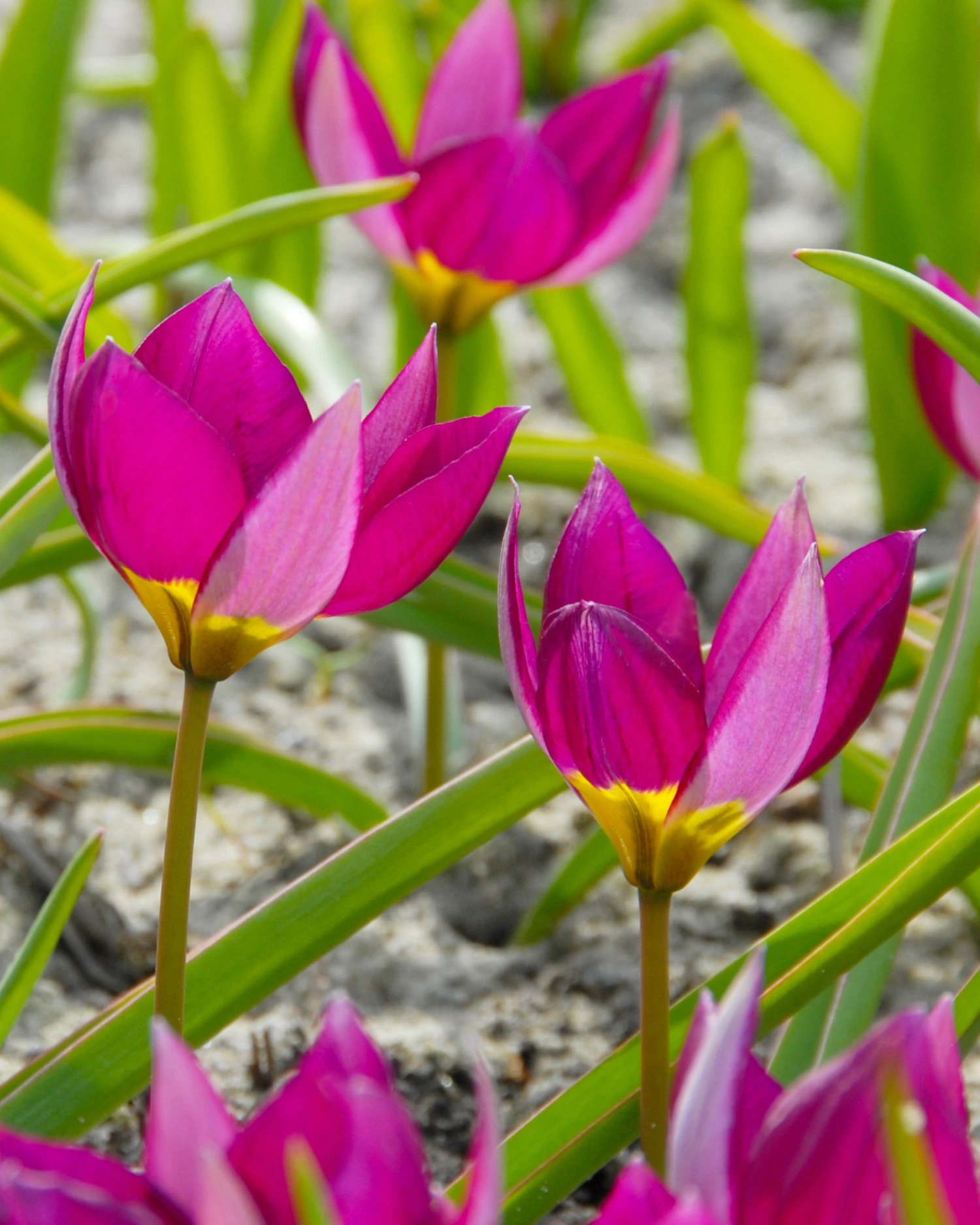 Tulip 'Persian Pearl' - Image 6