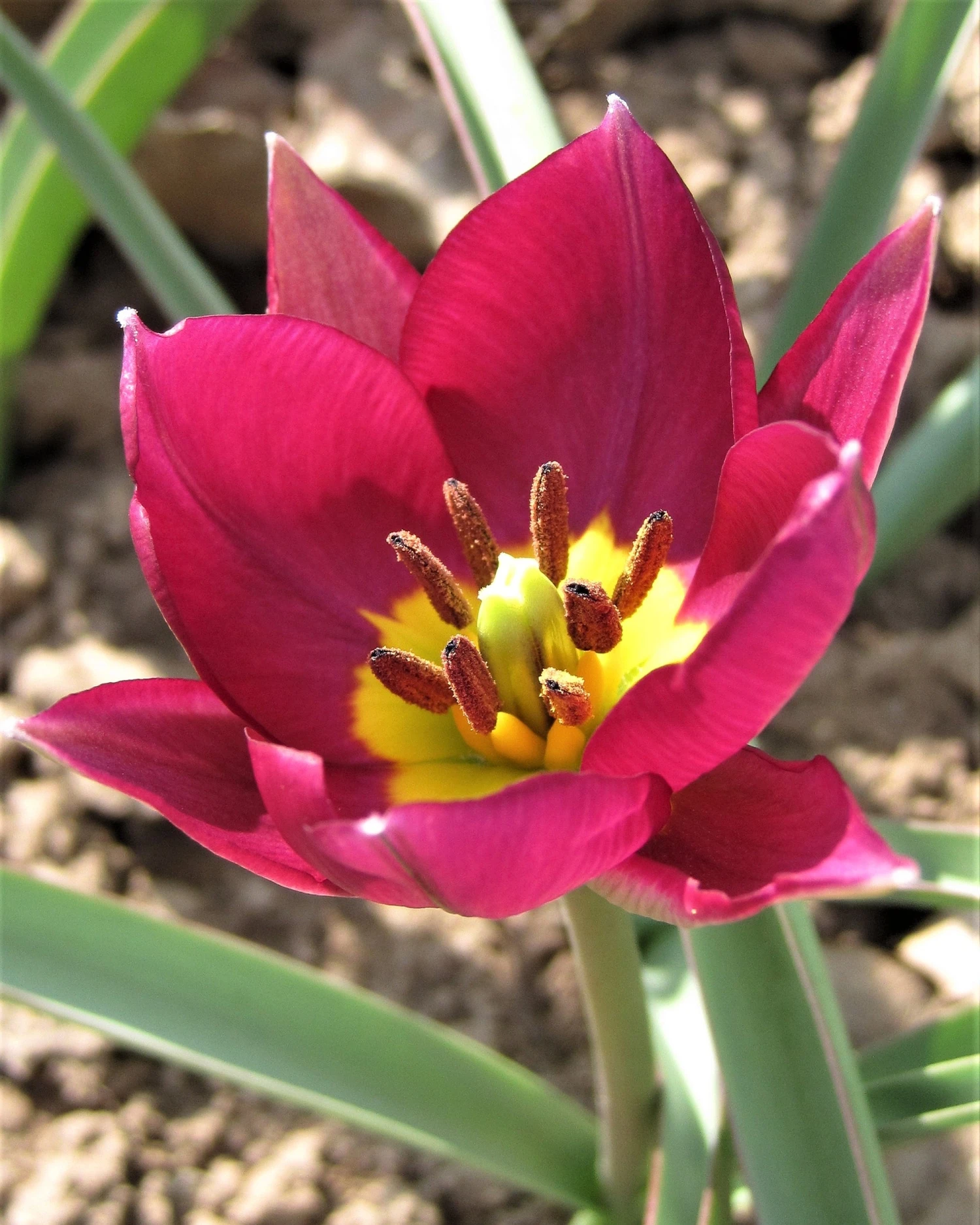 Tulip 'Persian Pearl' - Image 7