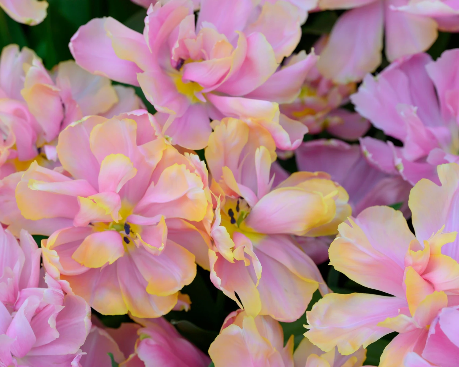 Tulip 'Pink Star' - Image 6