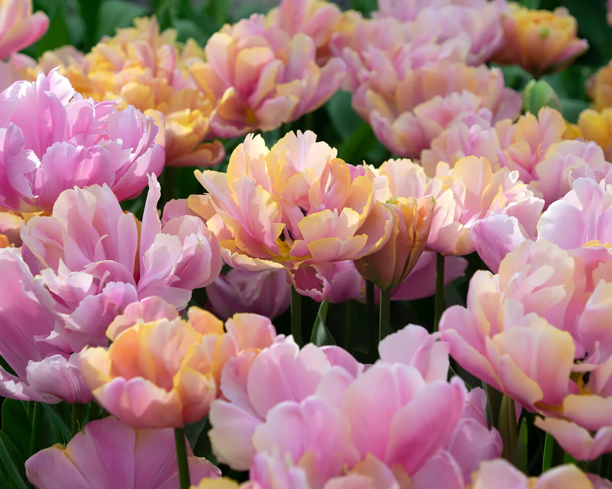 Tulip 'Pink Star' - Image 3