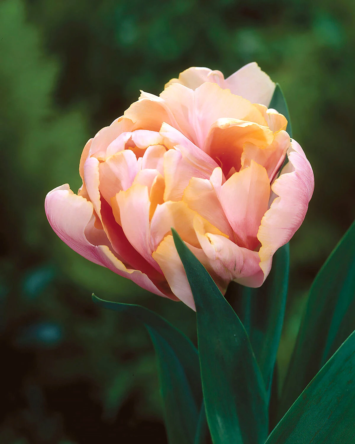 Tulip 'Pink Star' - Image 7